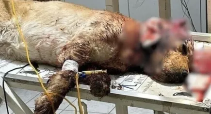 Tarçın köpek için hayvan severler adalet çağrısında bulundu