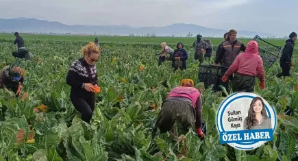 Kentten köye yolculuk… Artan maliyetler, bulunamayan işçi, heba olan mahsul, kuruyan ova! 