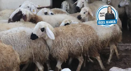 Maliyet artışı, besicileri üretimden uzaklaştırıyor