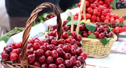 Bayındır’da 12’nci Balcılar Kiraz Festivali başlıyor