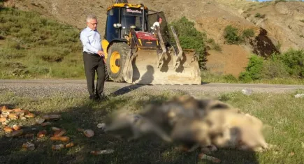 Mevcut yasalar hayvanları koruyamıyorken, bir de katliam yasasının getirilmesine HAYIR!