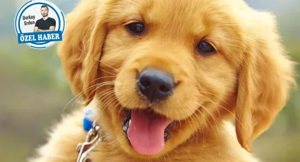 Köpek sahipleri dikkat: Leishmania