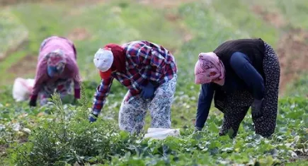 Çiftçiye destek yerine KDV zammı