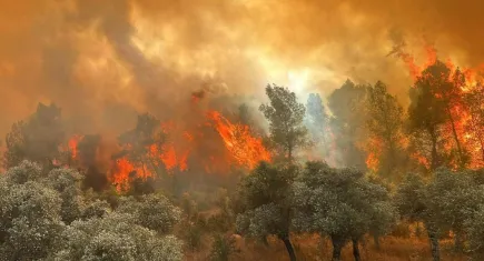 Yaz geldi, ormanlar alarm veriyor… Peki, ne yapmalı?