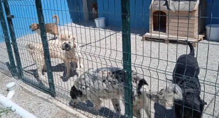 Gizlenen ve münferitmiş gibi yansıtılan barınak gerçekleri: Susmuyoruz, korkmuyoruz!