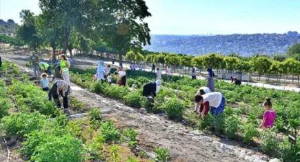 İzmir’de kadınlara yönelik olarak kurulan mahalle bostanında hasat başladı