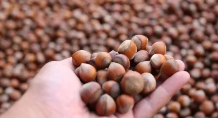 Fındıkta hasat zamanı geldi. İşte 2024 Fındık alım fiyatları