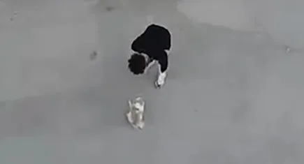 Köpeğe eziyet olayı sosyal medyada tepki topladı: Serbest bırakıldı, sonra yeniden gözaltına alındı