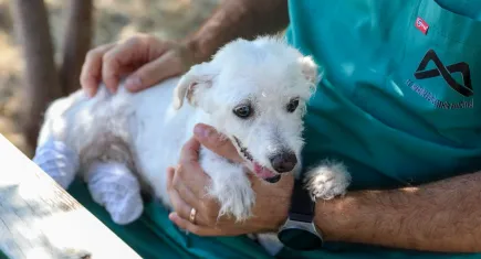 Ayakları kesilen köpek sağlığına kavuştu