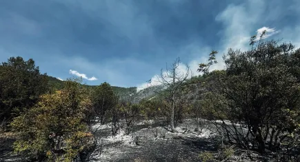 Tokat'ta orman yangını büyümeden söndürüldü