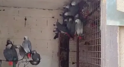309 jako türü papağana el konuldu
