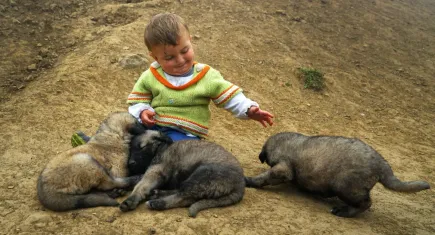 HAYTAP’tan barınak tepkisi: Modern bir ‘Hayırsızada’ örneği!