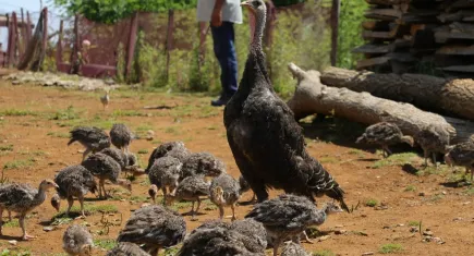 Hindi yetiştiriciliği gelir kapısı oldu