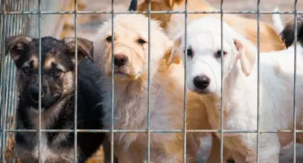 Karabağlar Belediyesi sokak hayvanları için harekete geçiyor