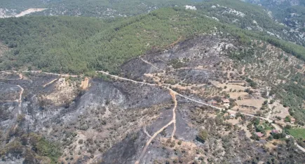 Muğla'daki yangında zeytinlikler kül oldu
