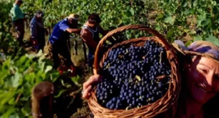 Urla’da Geleneksel Bağ Bozumu Şenlikleri başlıyor