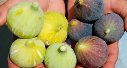 Buca’da incir ziyafeti: Bardacık Tanıtım Etkinliği başlıyor