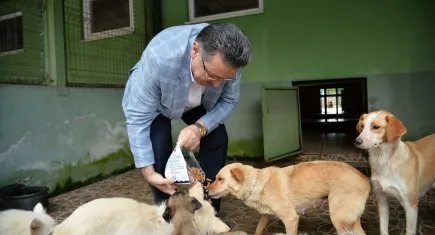 Trabzon'da sahipsiz köpek sorunu için  dev adım: Yeni barınaklar ve mama tesisi açıldı