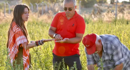 Çeşme’de ata tohumu susamı hasadı heyecanı