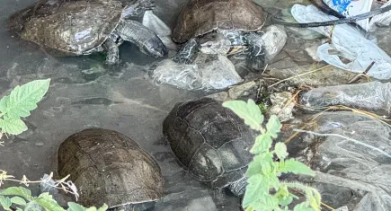 İzmir haber: Kaplumbağaların kirli suda yaşam mücadelesi