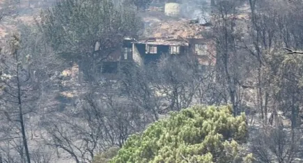 Aydın'da orman yangınında  yüzlerce hayvan telef oldu