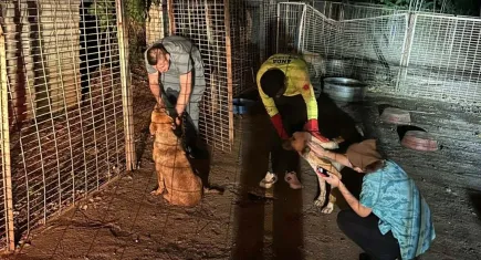 Yangından etkilenen hayvanlara İzmir'deki veterinerlerden ücretsiz tedavi yardımı