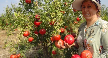 Mersin'de yılın ilk erkenci nar hasadı
