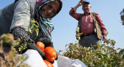 Bakanlık düğmeye bastı: Salça fabrikalarına destek geliyor