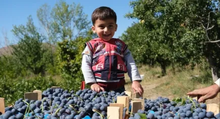 Cimin Üzümü’nün faydaları nelerdir?