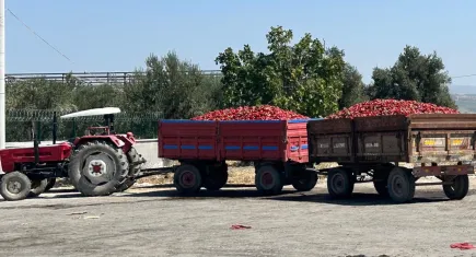 İzmir'de tonlarca biber üreticinin elinde kaldı