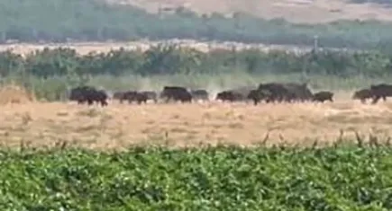 Elazığ’da domuz sürüsü