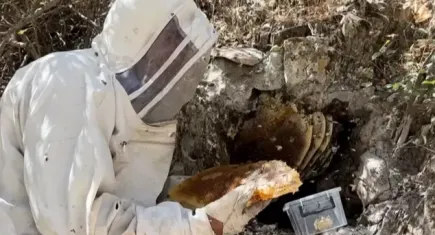 Kilosu 3 bin lira: Yurt dışına ihracat yapılıyor!