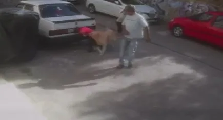 İzmir haber: Köpek saldıran çocuğu vatandaş kurtardı