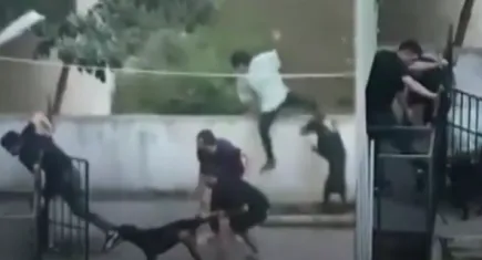 Tasmasız gezen pitbull bir gence saldırdı