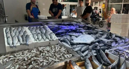 Karadeniz'de palamut bereketi: Tanesi 1 kiloya yakın ama fiyatı 80 lira