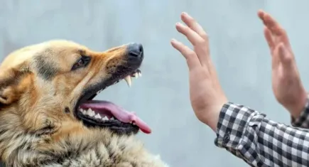 Türk Tabipleri Birliği’nden kuduz uyarısı: Ciddi bir halk sağlığı tehdidi!