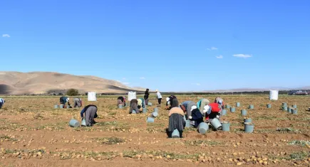 Bayburt'ta patates hasadı