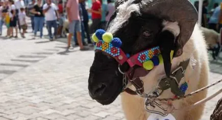Çeşme’de 9’uncu Ovacık Tarım ve Sakız Koyunu Festivali başlıyor