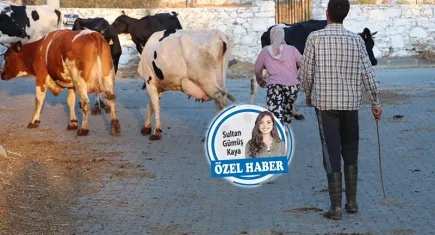 Köylüler göçüyor, tarım yok oluyor