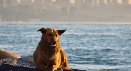 Hayvan hakları savunucularından 4 Ekim mesajı: Kutlamıyoruz! 