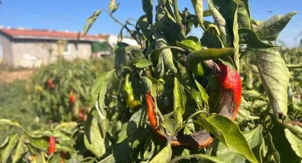 Pazarda fahiş fiyata satılan sebze tarlada 3 liraya alıcı bulamıyor