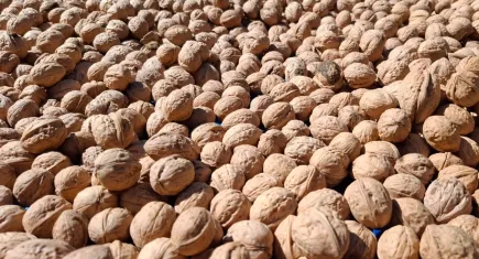 Tunceli'de ceviz hasadı