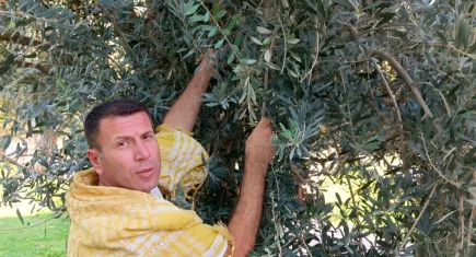 Aliağa'da zeytin hasadı öncesi üreticileri zor günler bekliyor