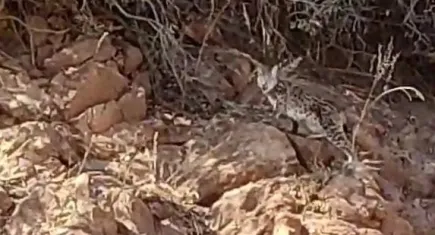 Tunceli’de vaşak görüntülendi
