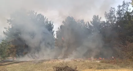 Bursa'da orman yangını