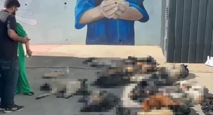 Gebze’deki ölü sokak hayvanlarına ilişkin soruşturma başlatıldı