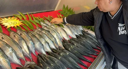 Karadeniz'de palamuta hava muhalefeti