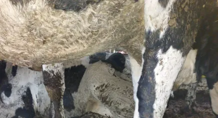 Gümrükte katliam: 69 düve imha edildi!