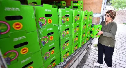 Büyükşehir, Kavacık üzümü satın alarak, 3 bin 300 ihtiyaç sahibi haneye dağıtıyor
