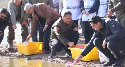 Sivas'ta 10 bin yavru alabalık göletlerle buluştu